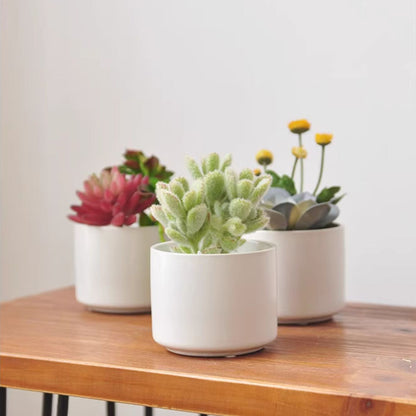 artificial succulents in pots