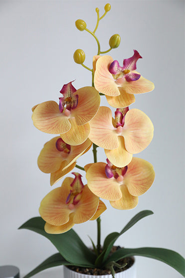 Graceful Faux Phalaenopsis Orchid Collection in Textured Pot