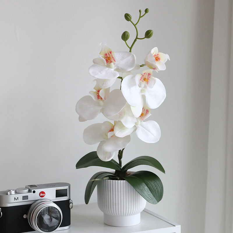 Graceful Faux Phalaenopsis Orchid Collection in Textured Pot