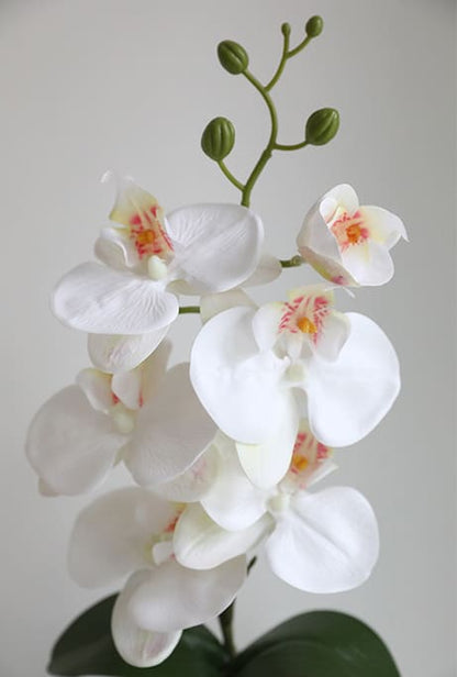 Graceful Faux Phalaenopsis Orchid Collection in Textured Pot