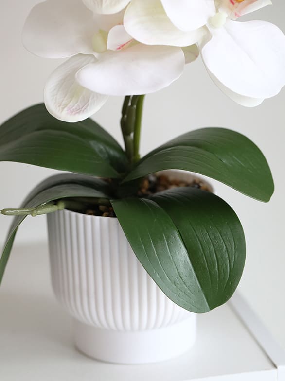 Graceful Faux Phalaenopsis Orchid Collection in Textured Pot