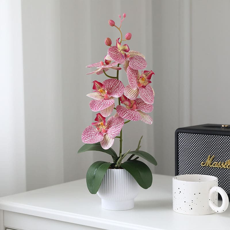 Graceful Faux Phalaenopsis Orchid Collection in Textured Pot