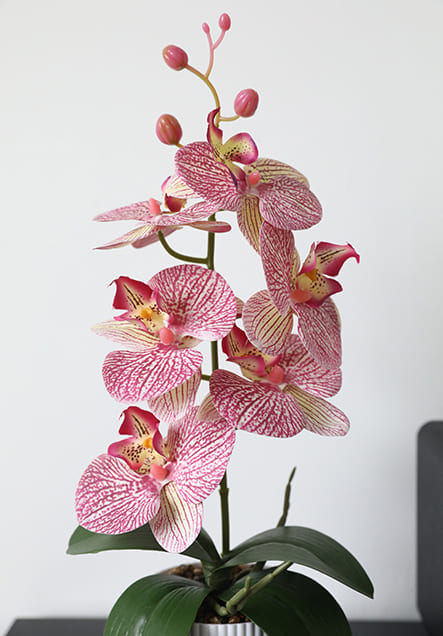 Graceful Faux Phalaenopsis Orchid Collection in Textured Pot